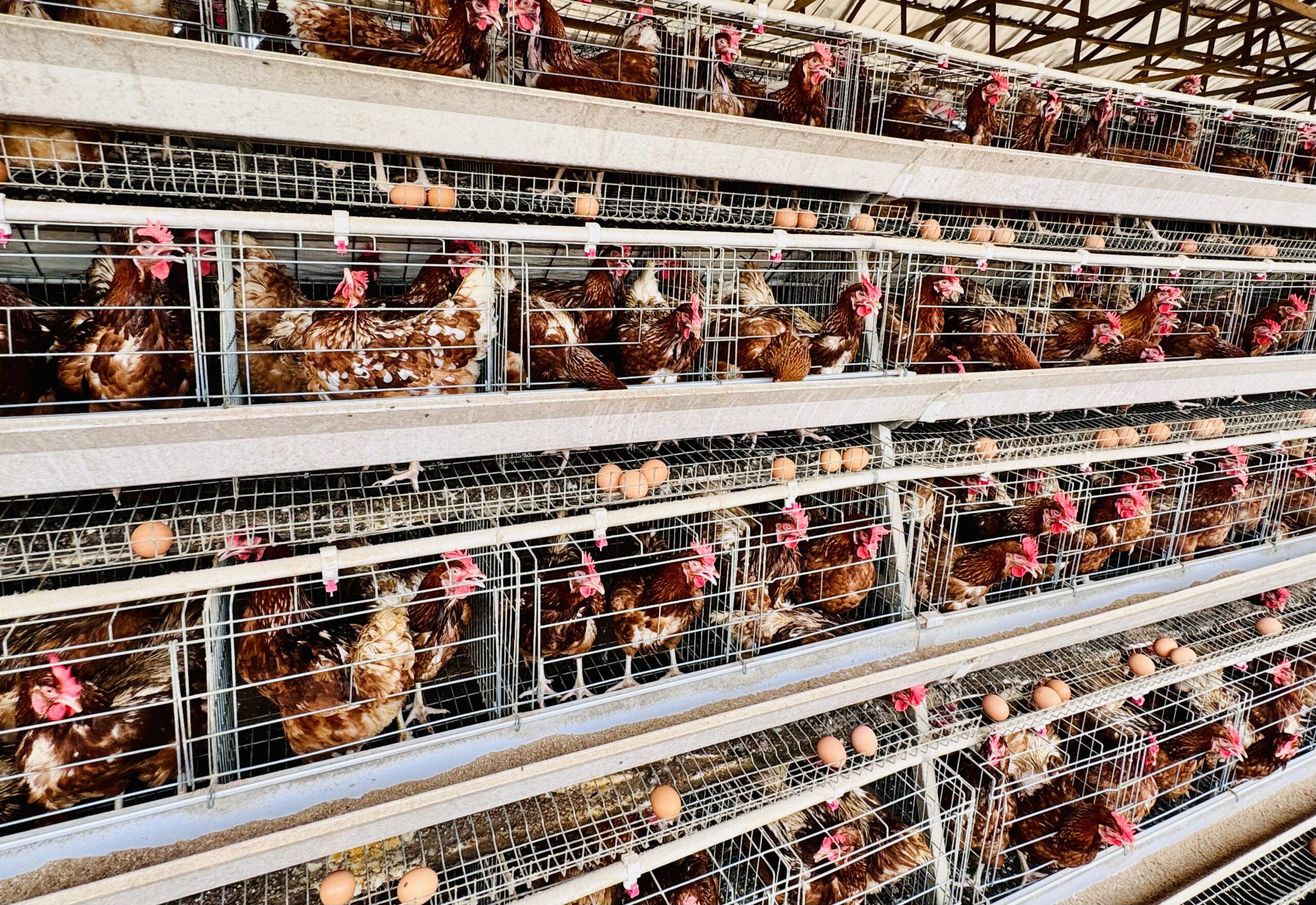 slider-image poultry-image