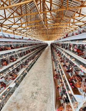 poultry-cages poultry-cages
