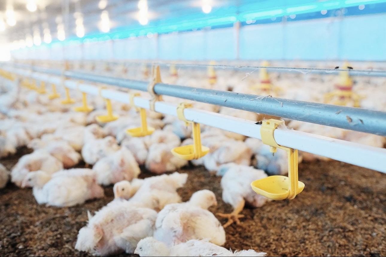 hens-image