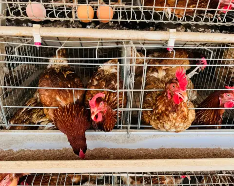 hen-image